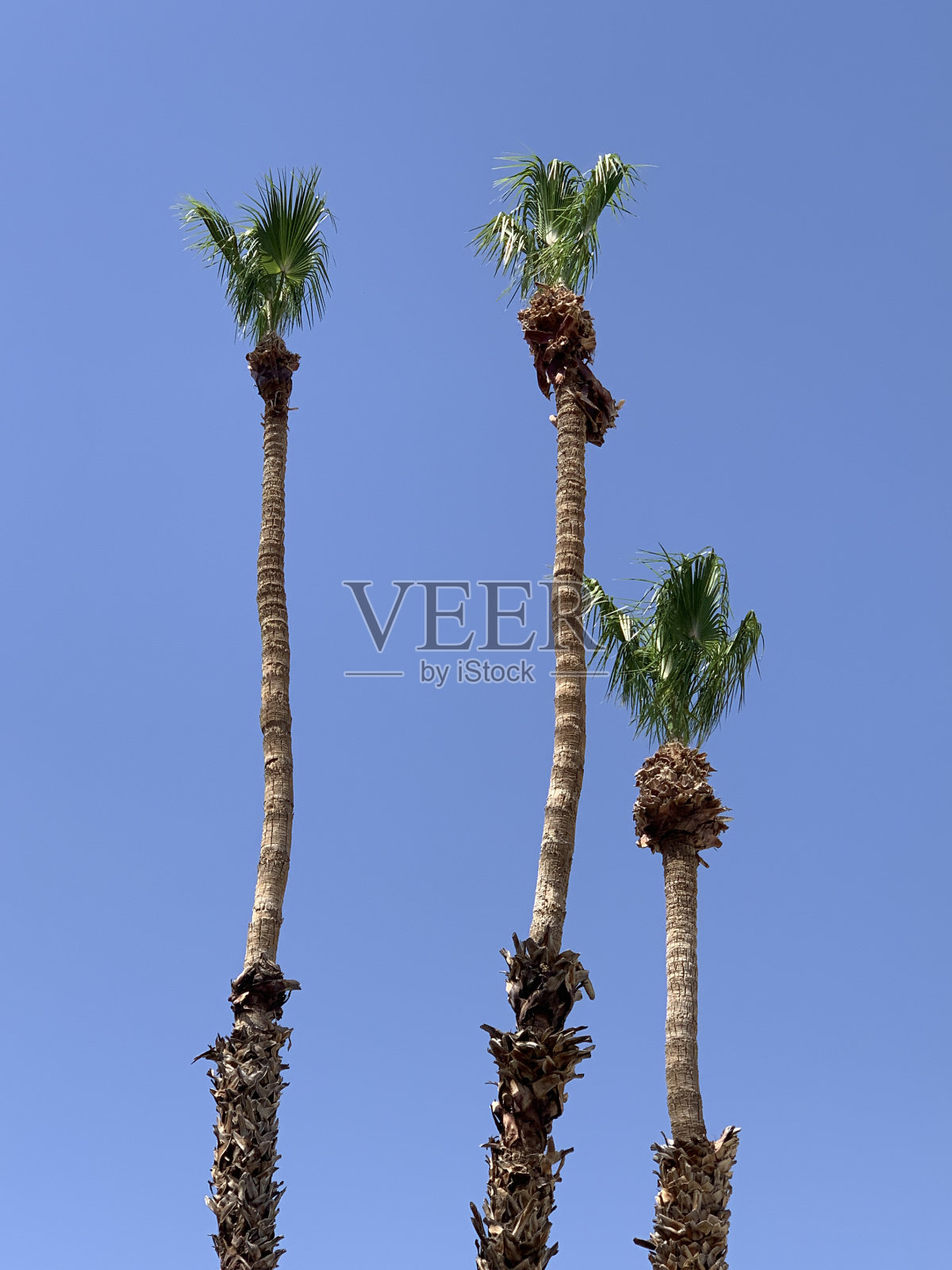 棕榈树照片摄影图片