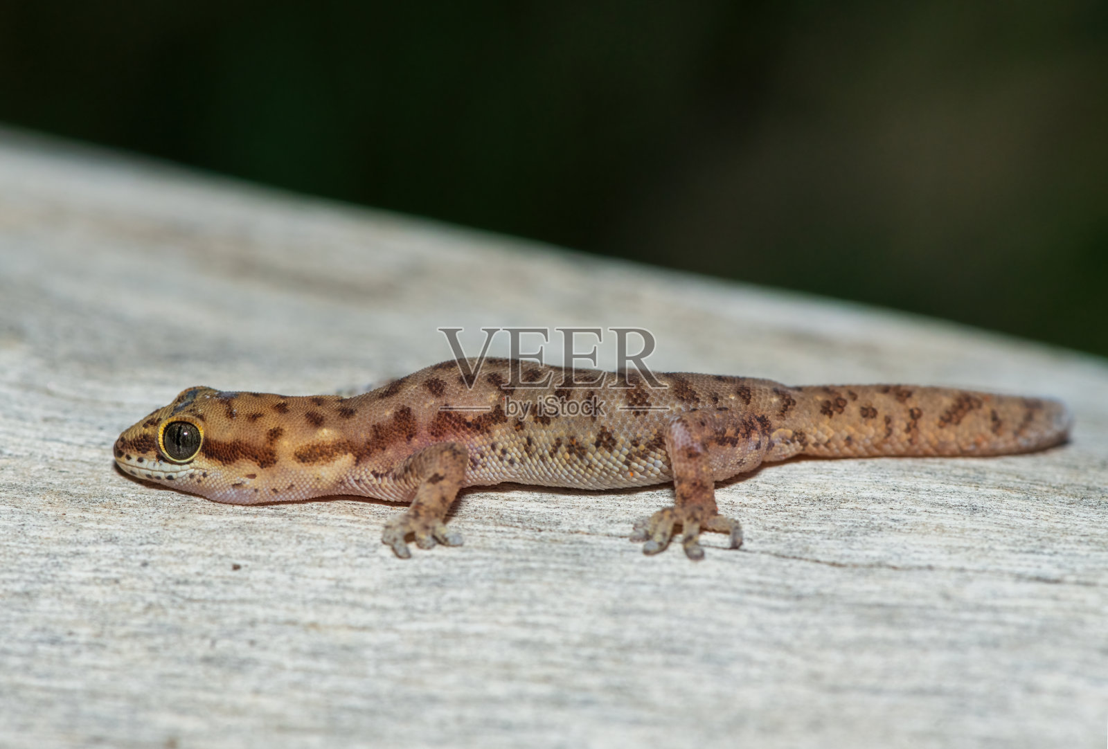 尖趾壁虎(Pachydactylus punctatus)照片摄影图片