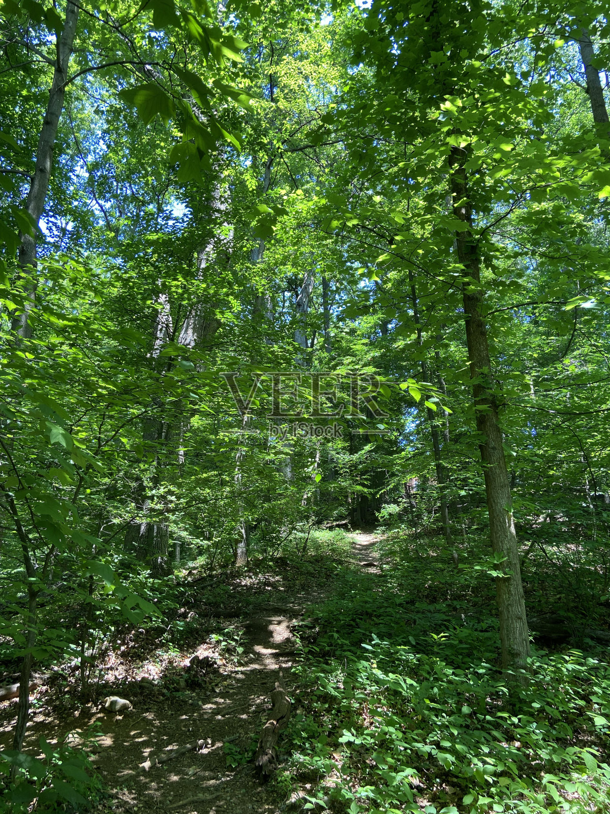 五月春天上山的小路照片摄影图片