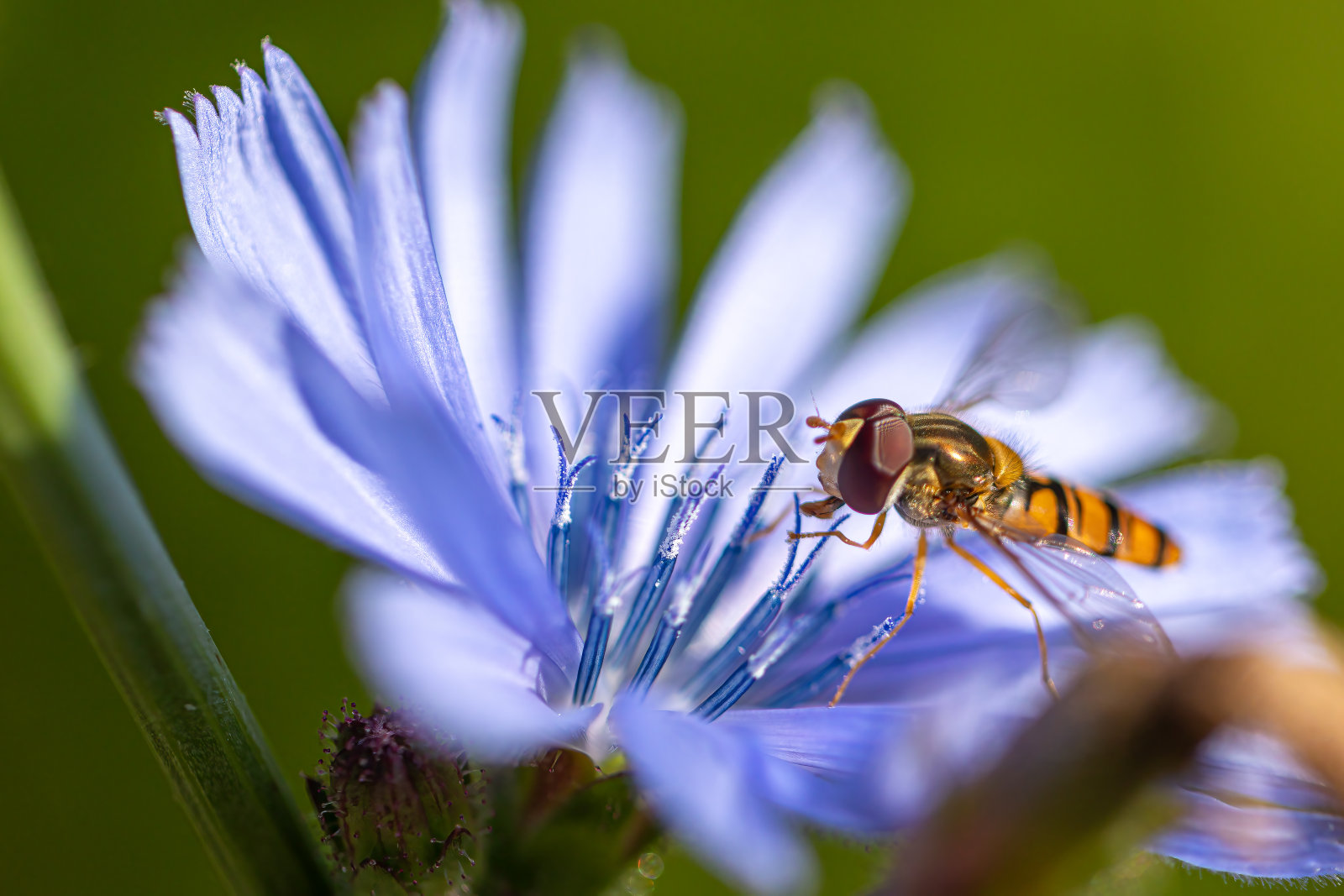 一只食蚜蝇(食蚜科)坐在菊苣(菊苣)的花朵上的特写照片摄影图片