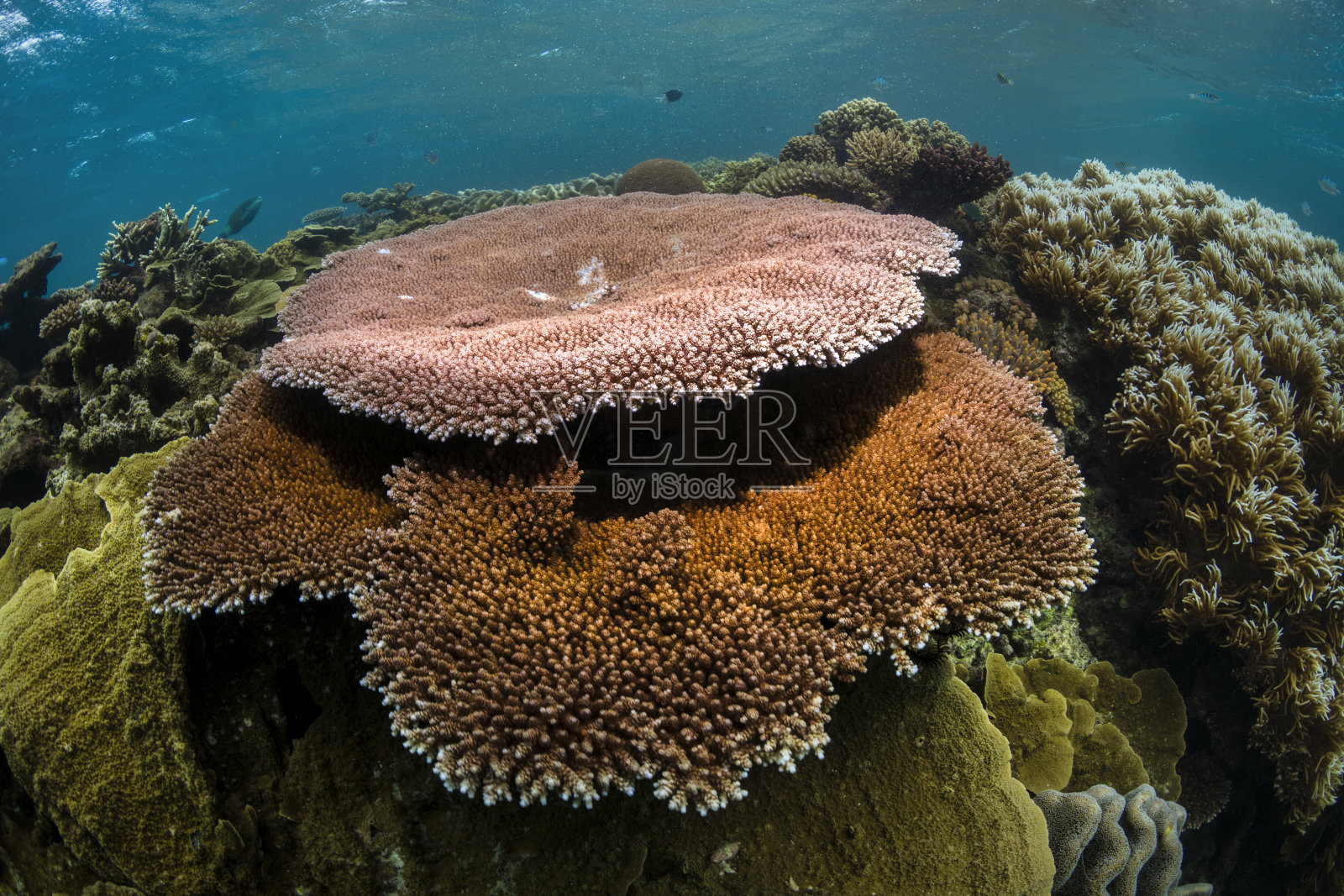 珊瑚礁照片摄影图片