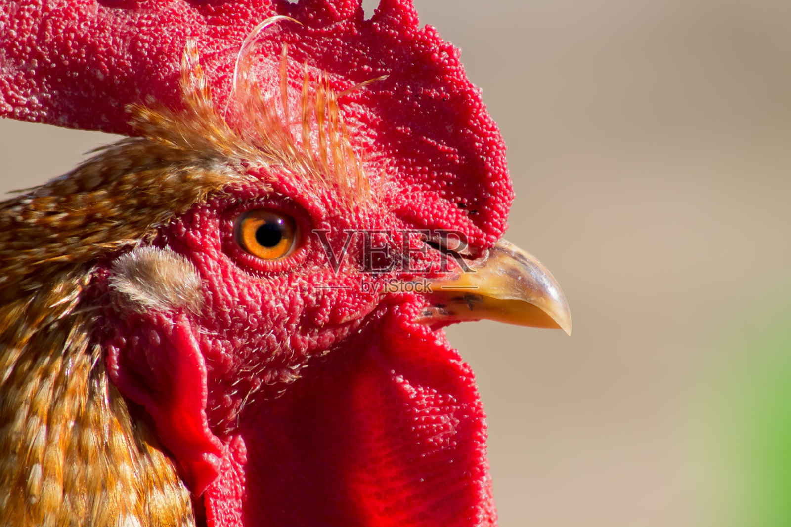 鸡照片摄影图片
