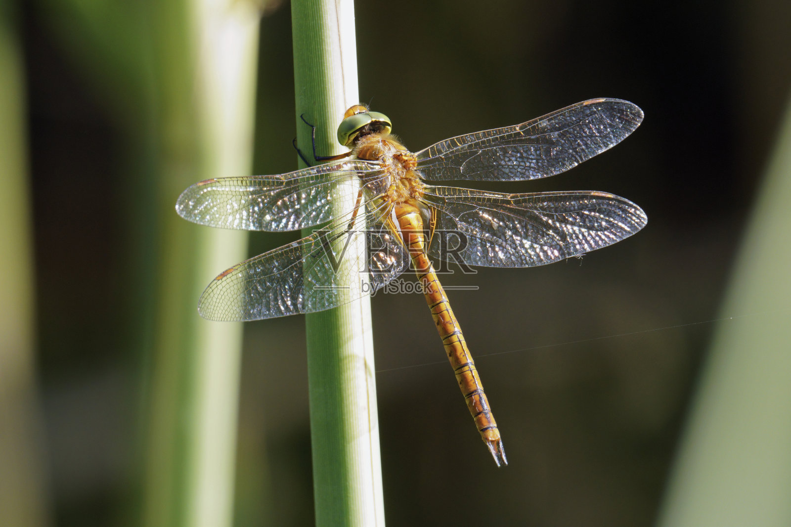 绿眼小贩蜻蜓的雄性标本照片摄影图片
