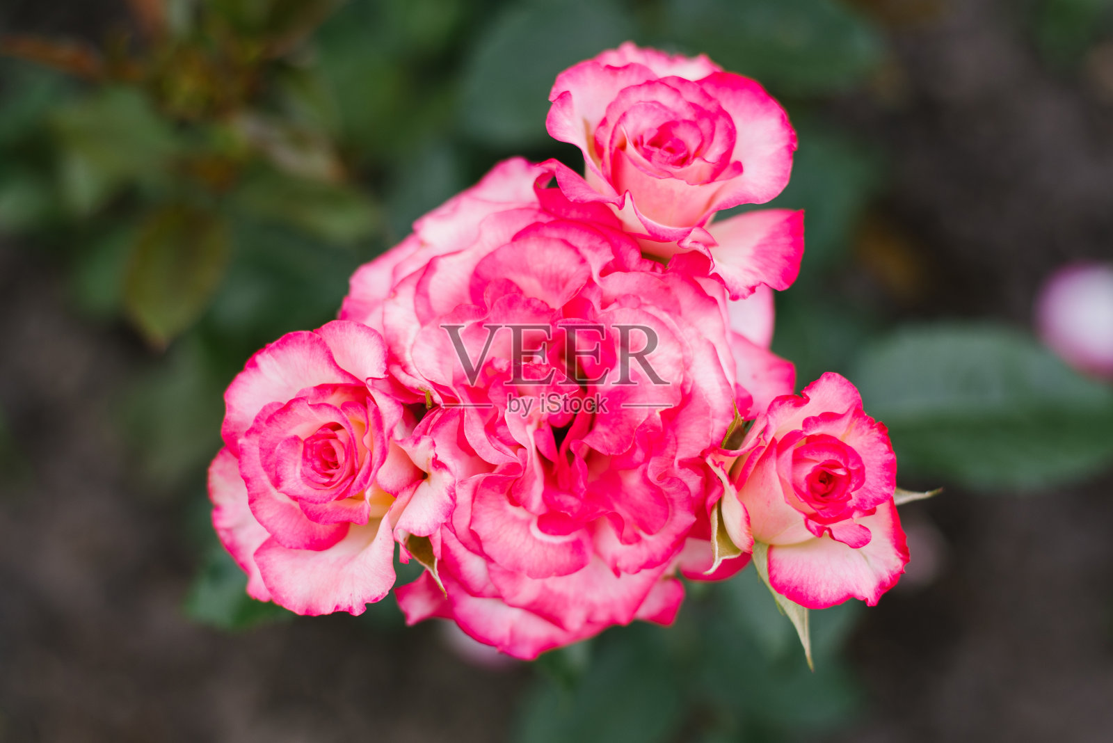 夏天花园里的粉红玫瑰花照片摄影图片