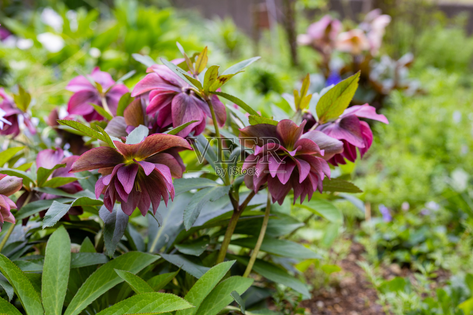 深紫色的嚏根草花盛开在早春的花园里。照片摄影图片