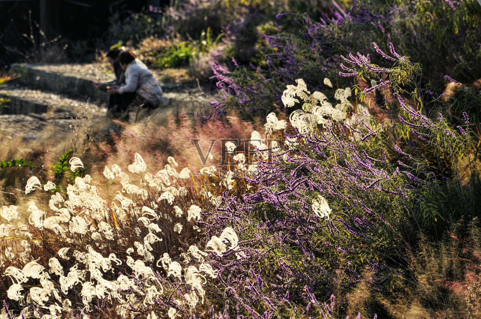 粉色麻草,特写照片摄影图片