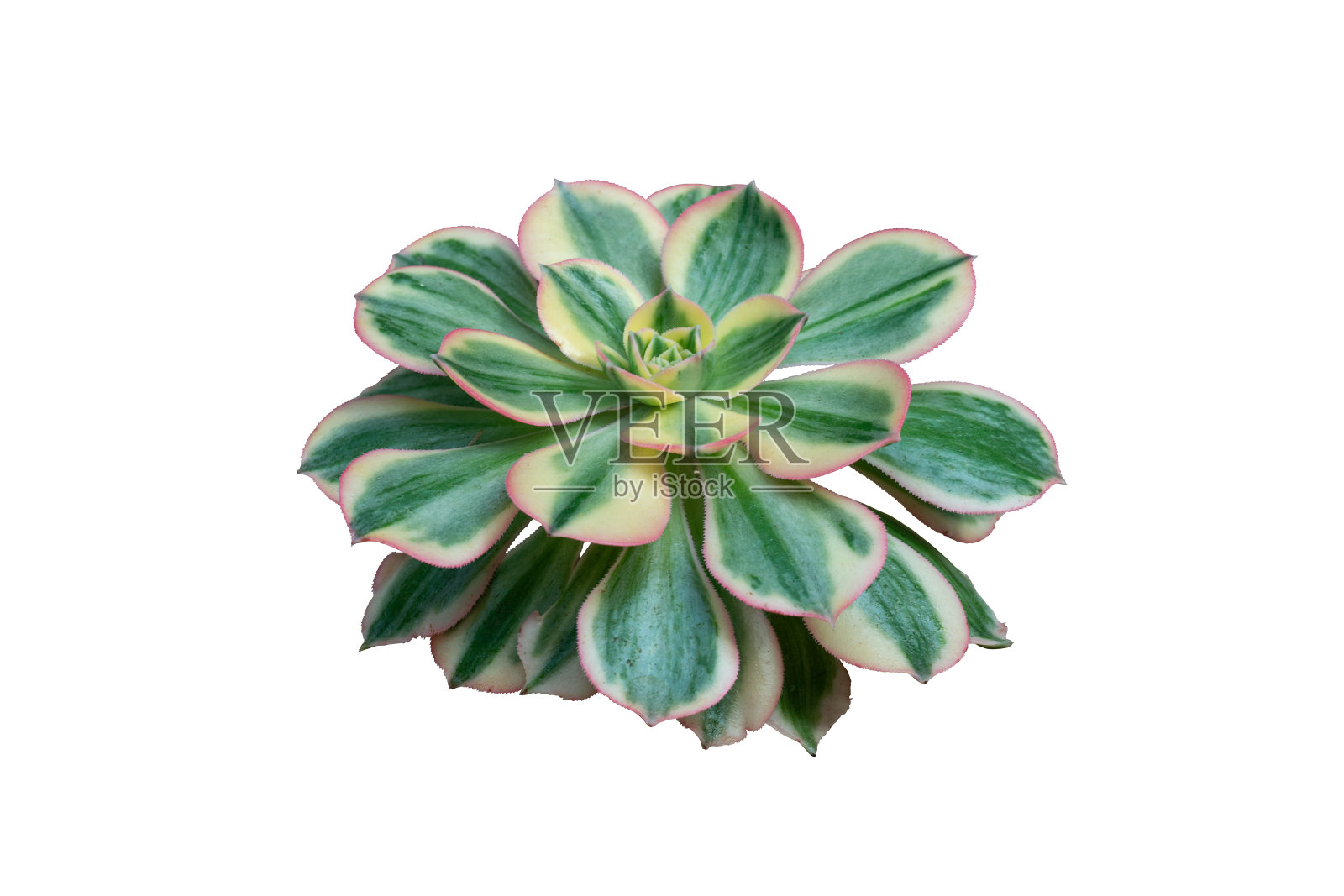 用剪枝路径分离仙人掌植株照片摄影图片