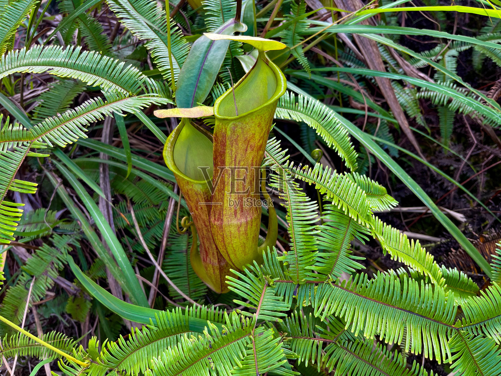 马来西亚的忘忧草照片摄影图片