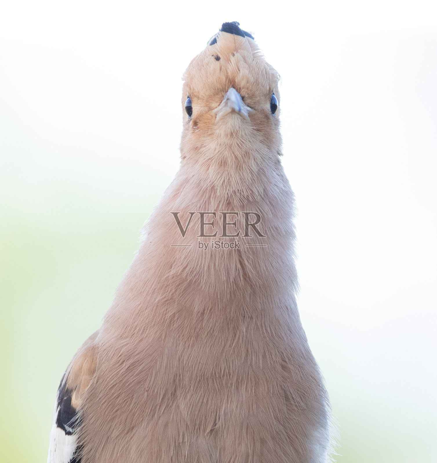 欧亚天麻,天麻。一只鸟望向镜头的特写照片摄影图片