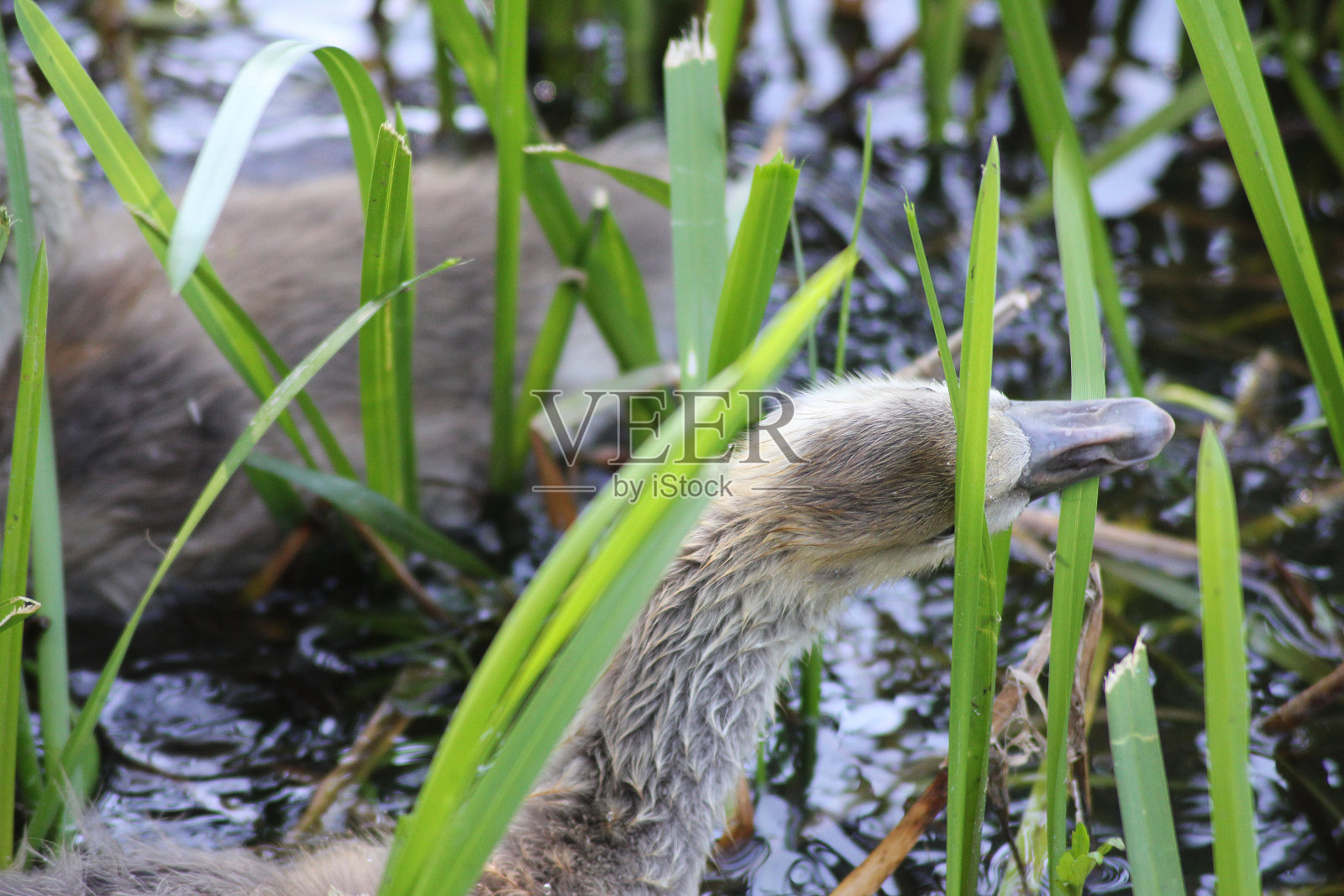 一只饥饿的小鹅正在咬水里的海藻照片摄影图片