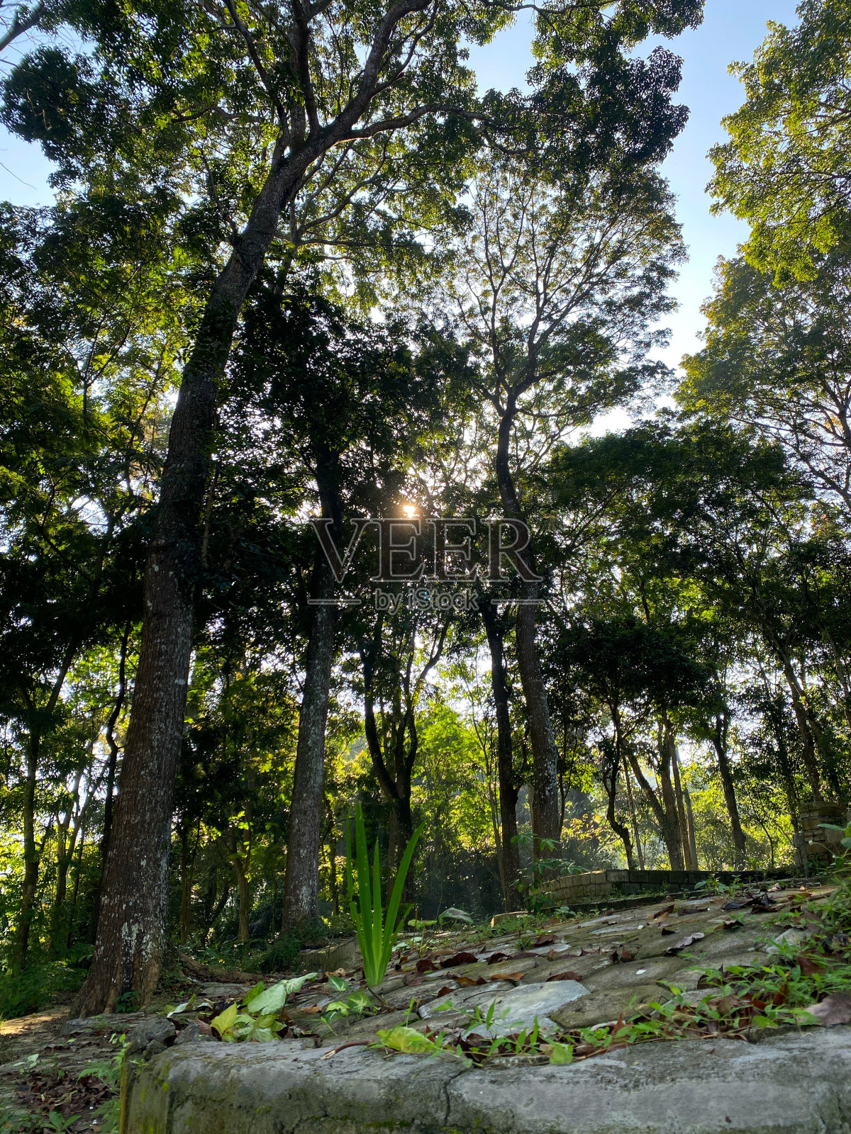 下图中的松树林照片摄影图片