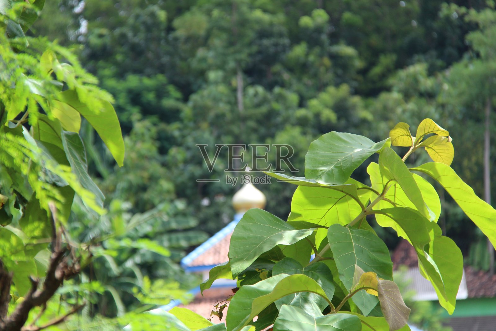 新鲜的绿叶特写照片摄影图片