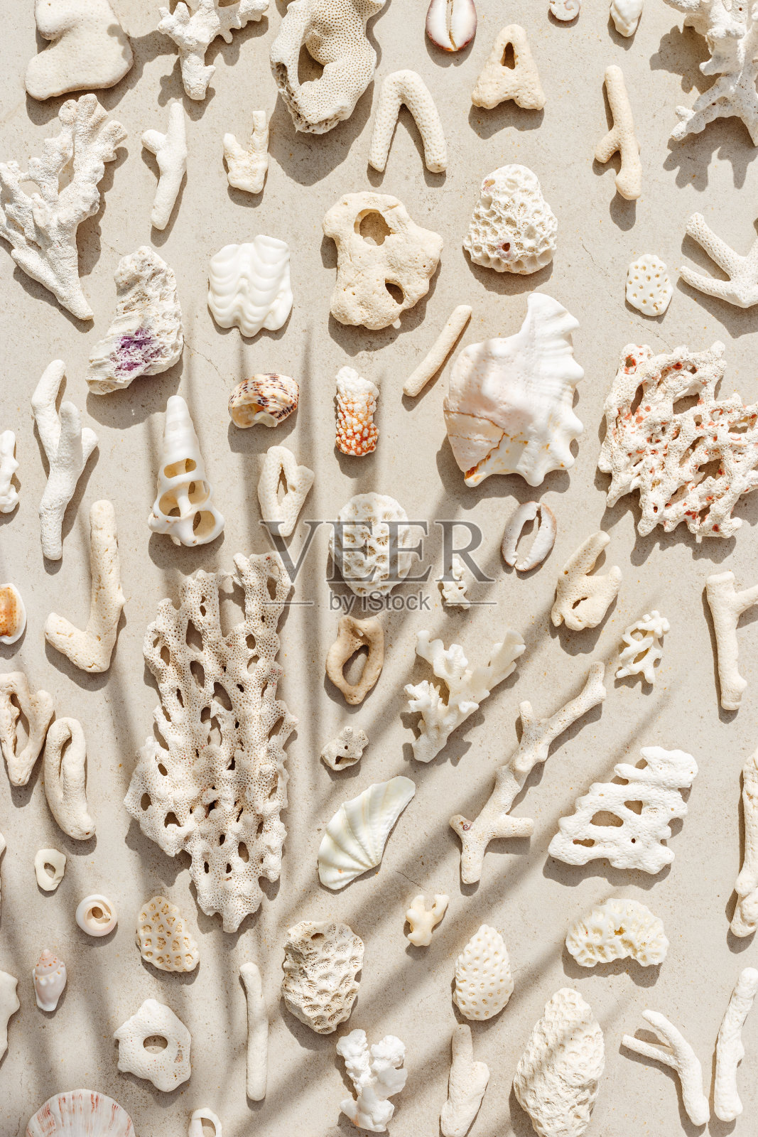 各色天然贝壳和珊瑚在阳光下,与棕榈叶的阴影,夏季自然静物的贝壳,珊瑚片灰色米色的背景,极简风格的图案,中性色调,俯视图照片摄影图片