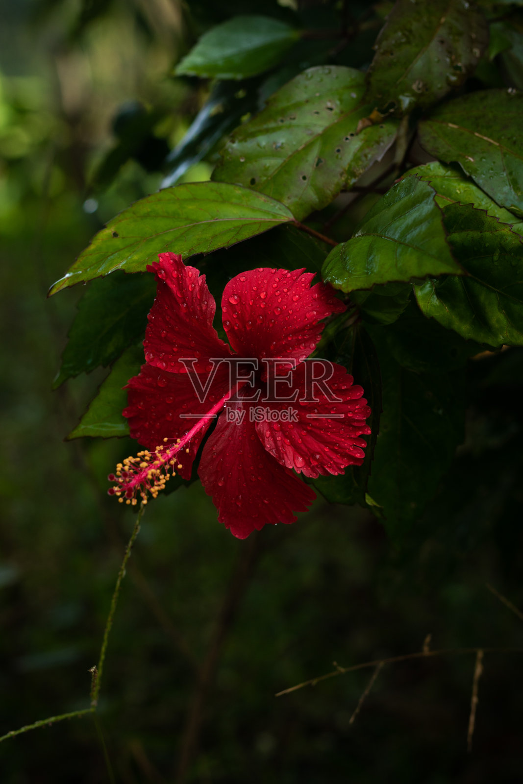 扶桑照片摄影图片
