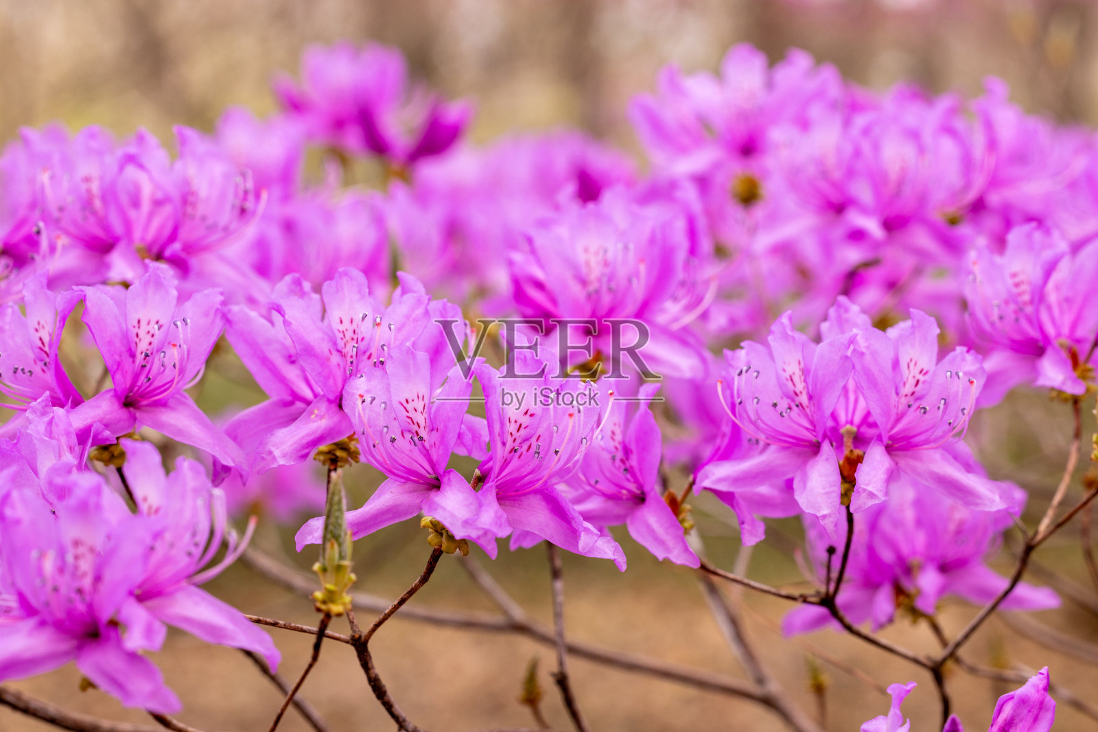 美丽的春天日本杜鹃花在森林里。照片摄影图片