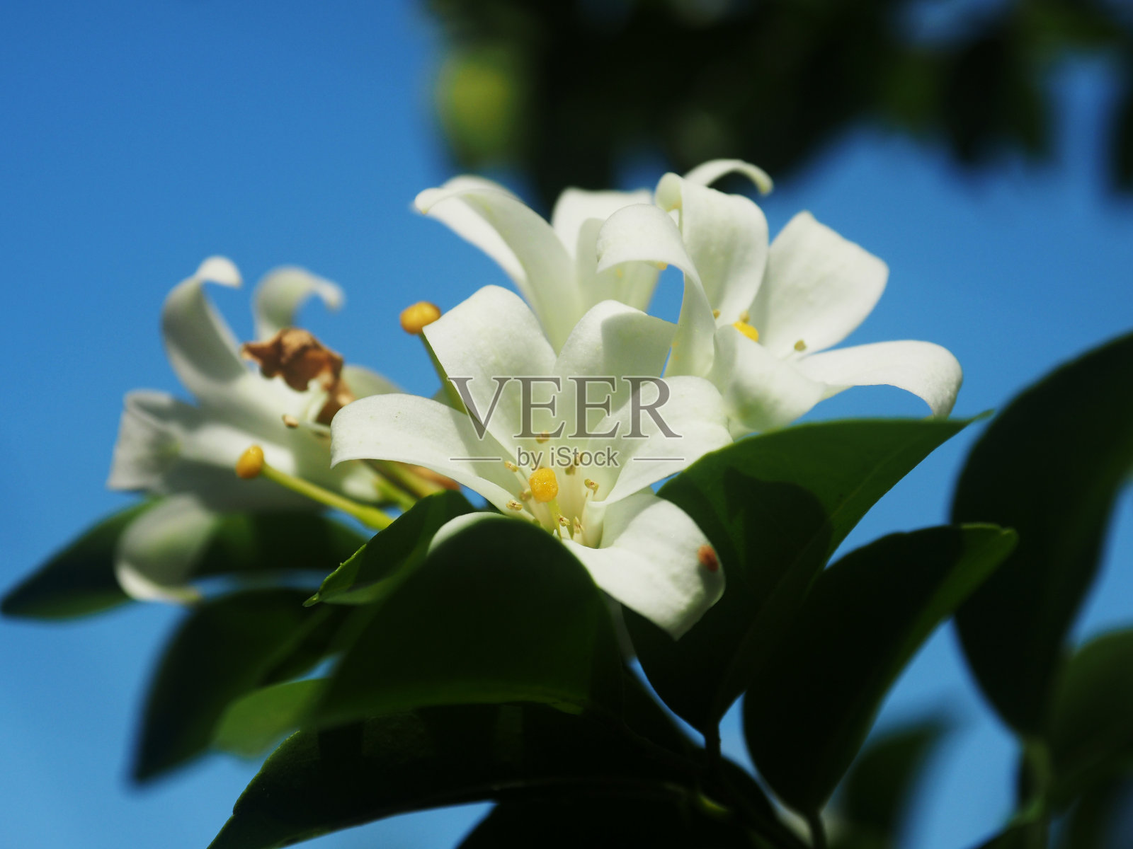 白色的茉莉花和落在地上的大背景照片摄影图片