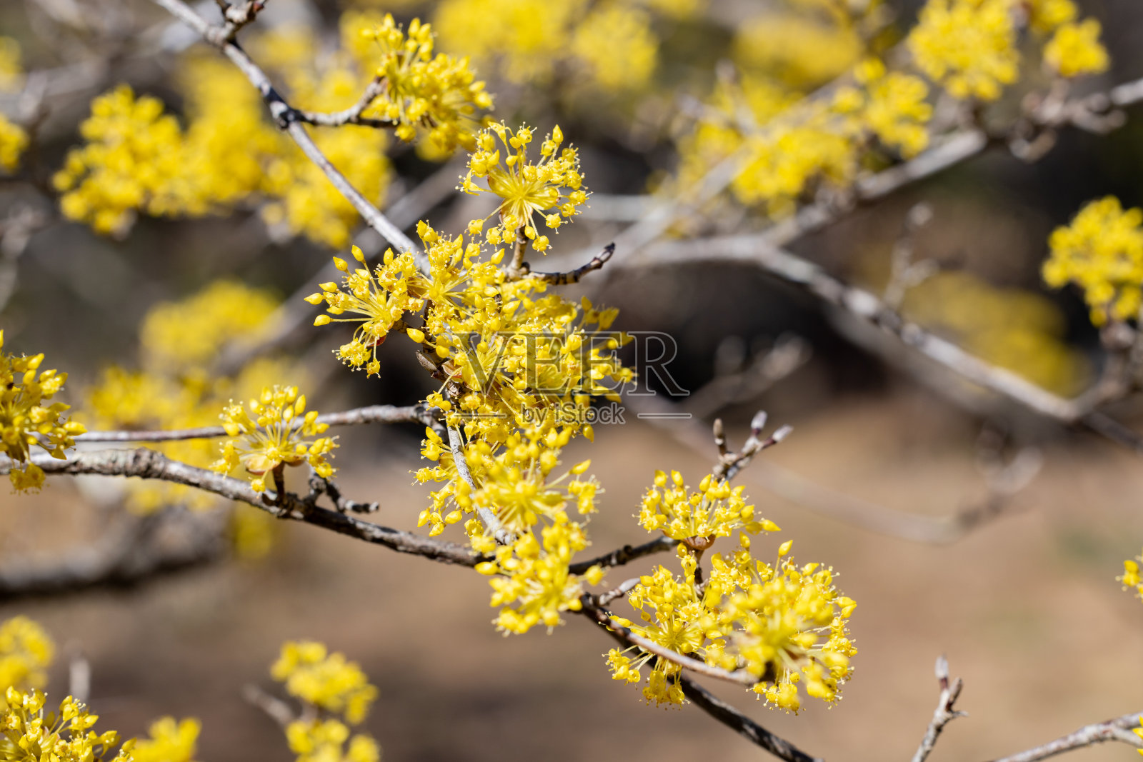 黄山祝玉,初春花开。照片摄影图片