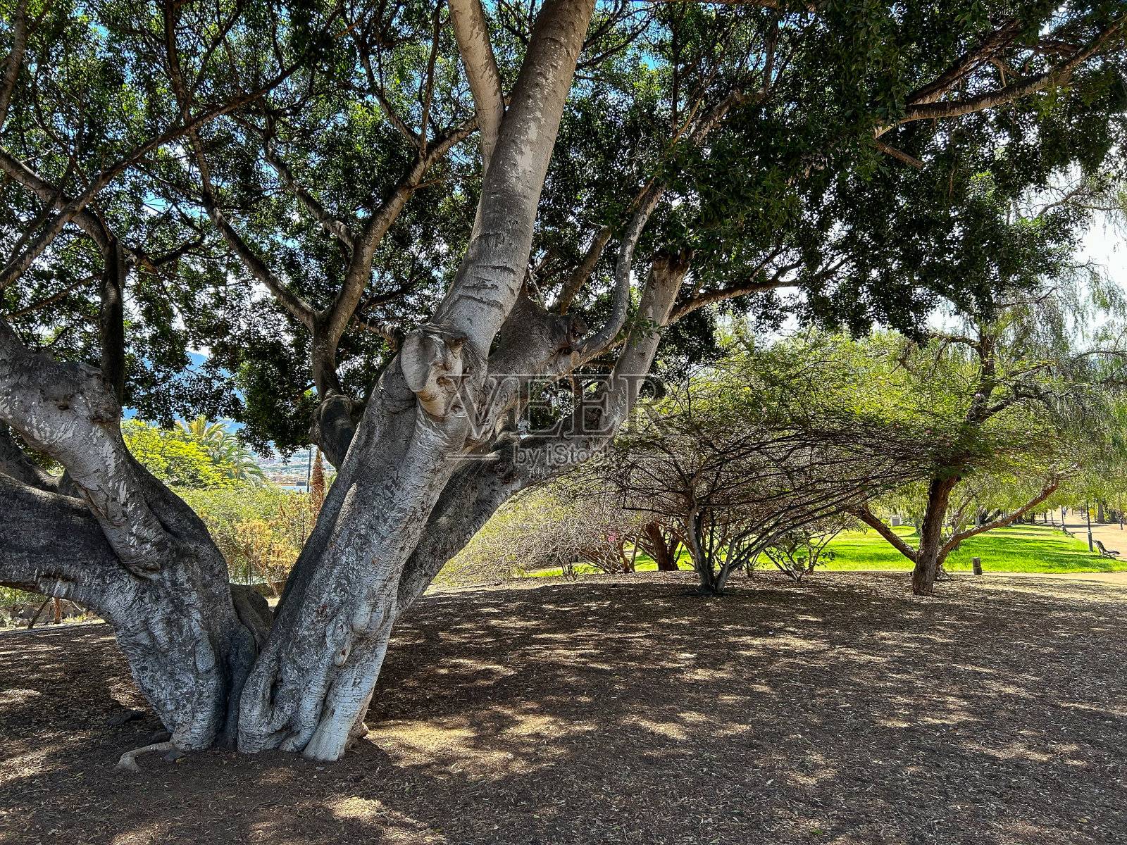 加那利群岛特内里费岛德拉克鲁兹港陶罗公园的树木照片摄影图片