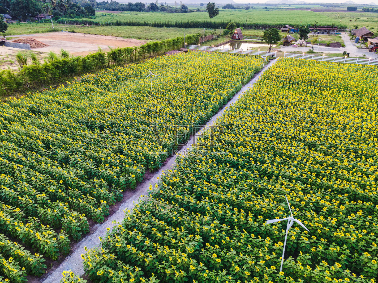 农田里盛开的向日葵和乡间穿过向日葵的小路照片摄影图片