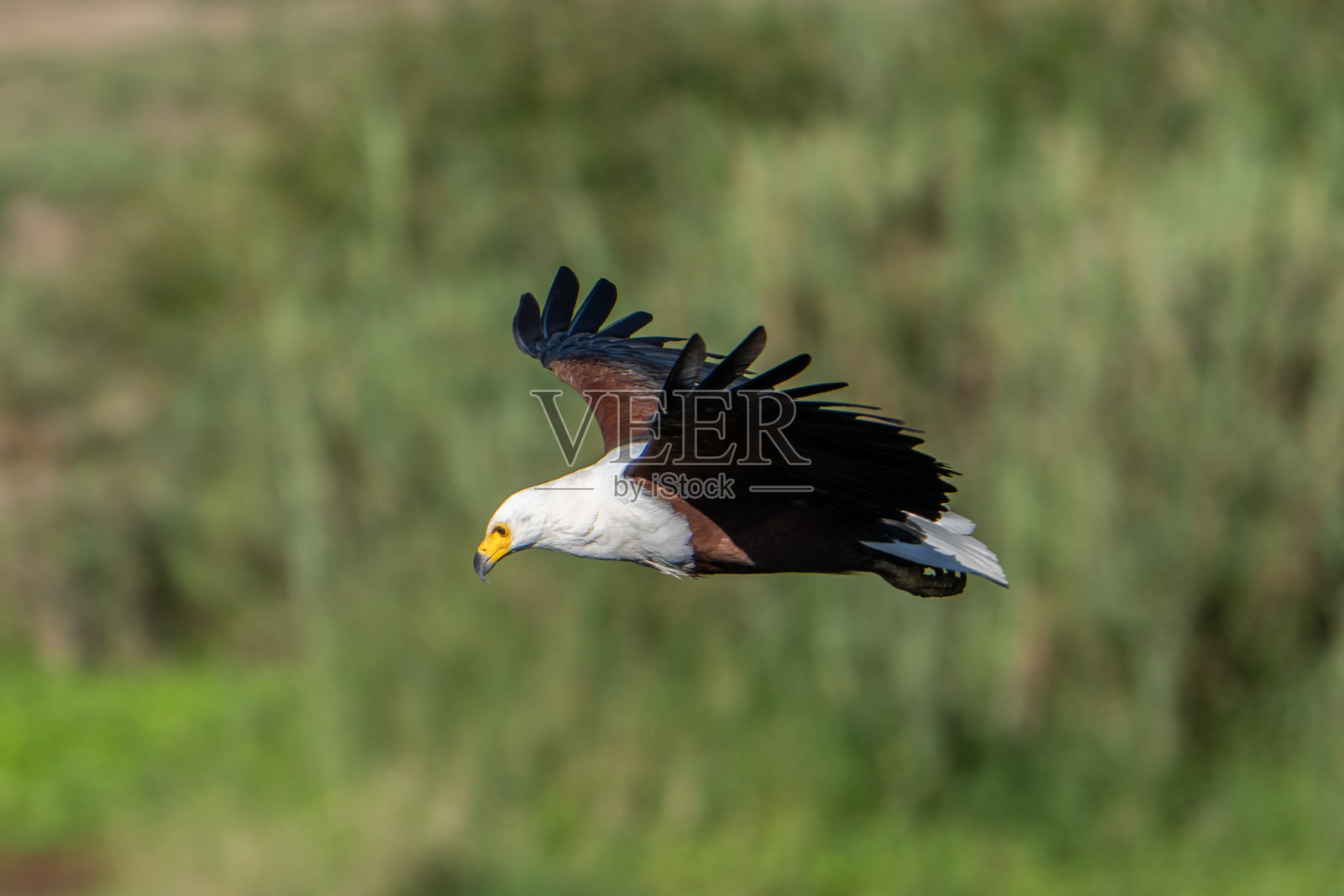 飞行中的鱼鹰照片摄影图片