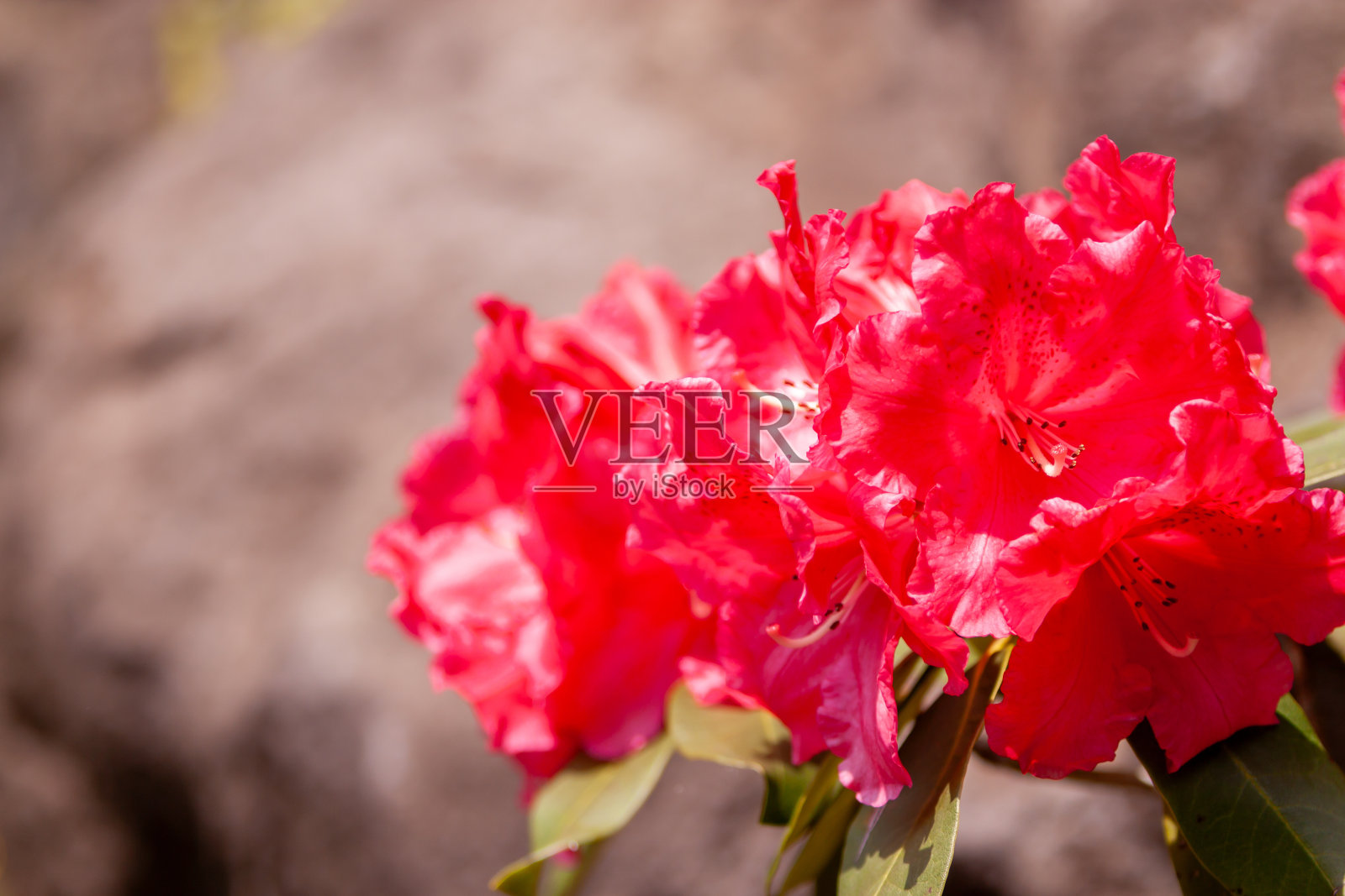 红色的花照片摄影图片