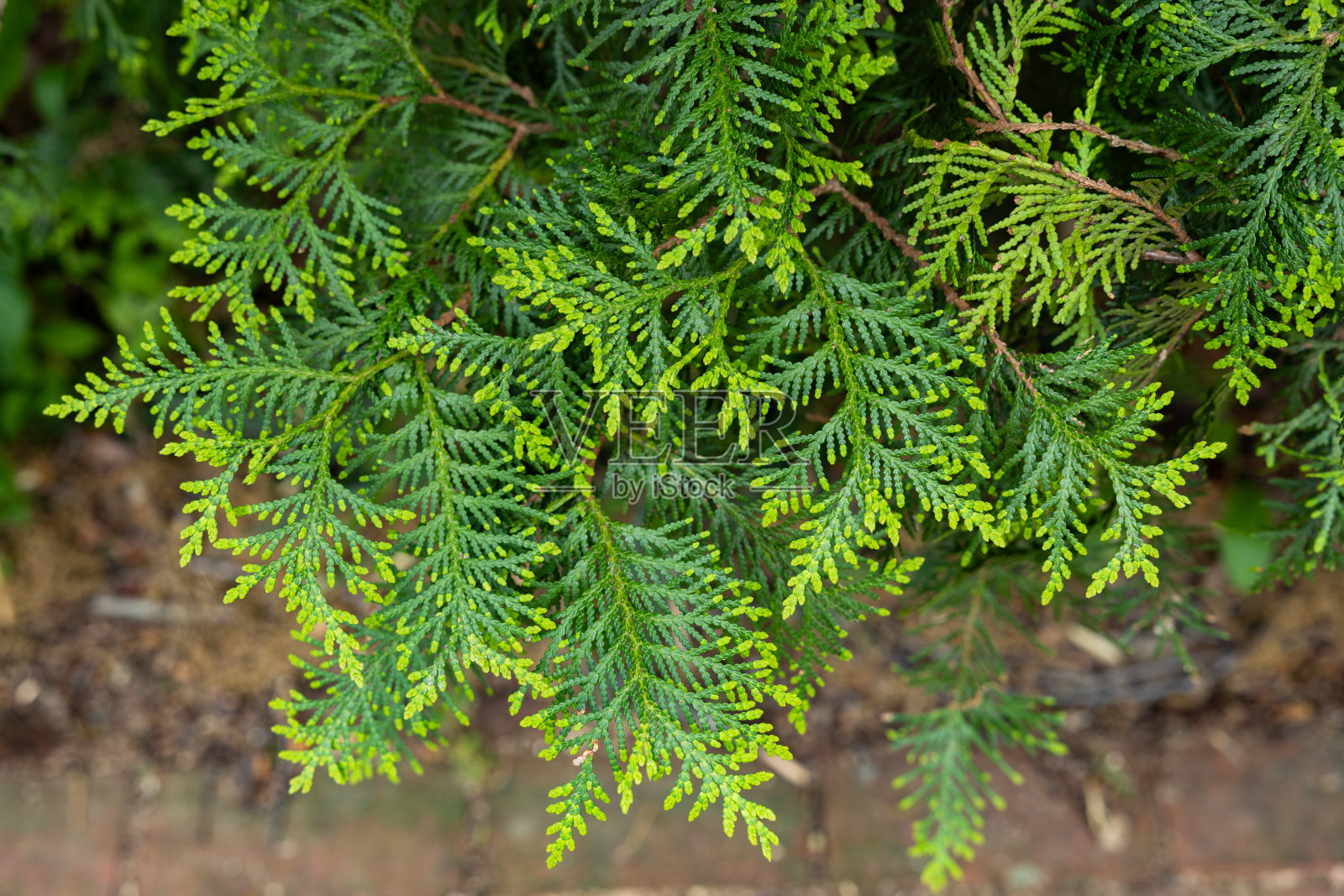 森林东方树的嫩叶。照片摄影图片