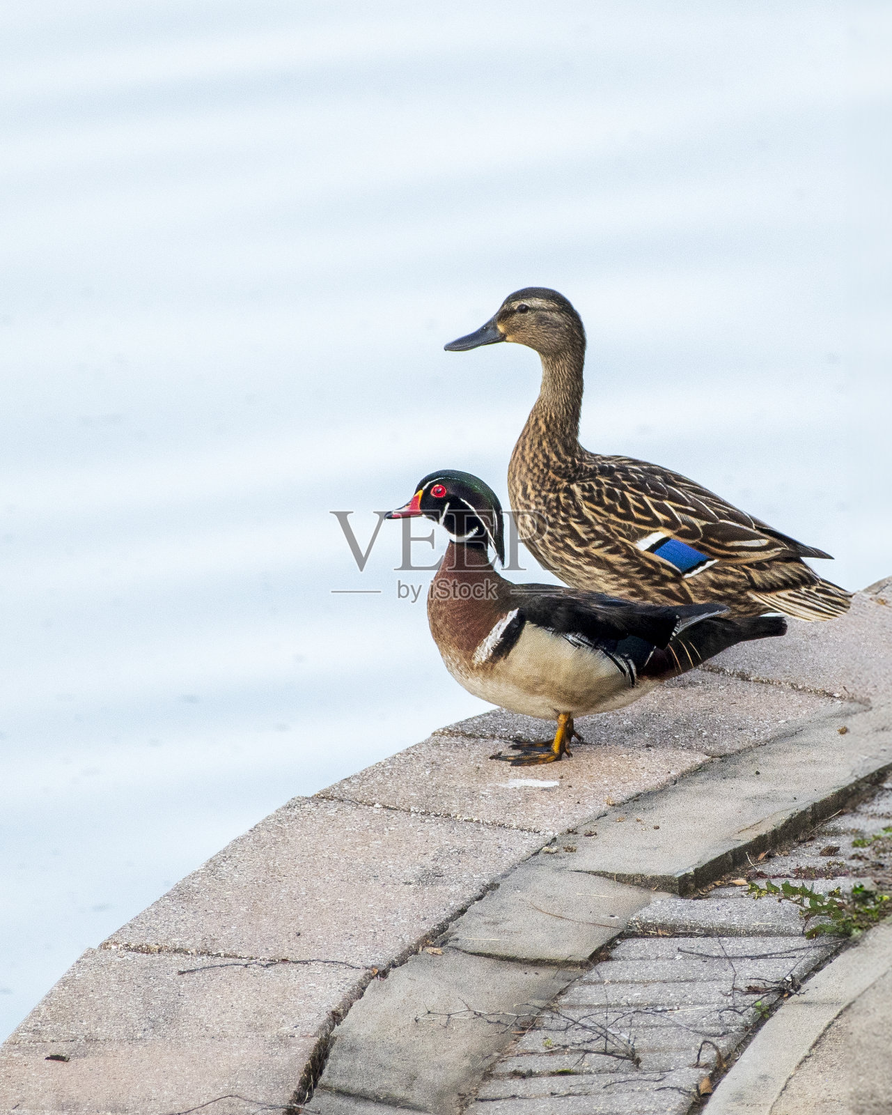 木鸭鸭鸭和绿头母鸡站在一起照片摄影图片