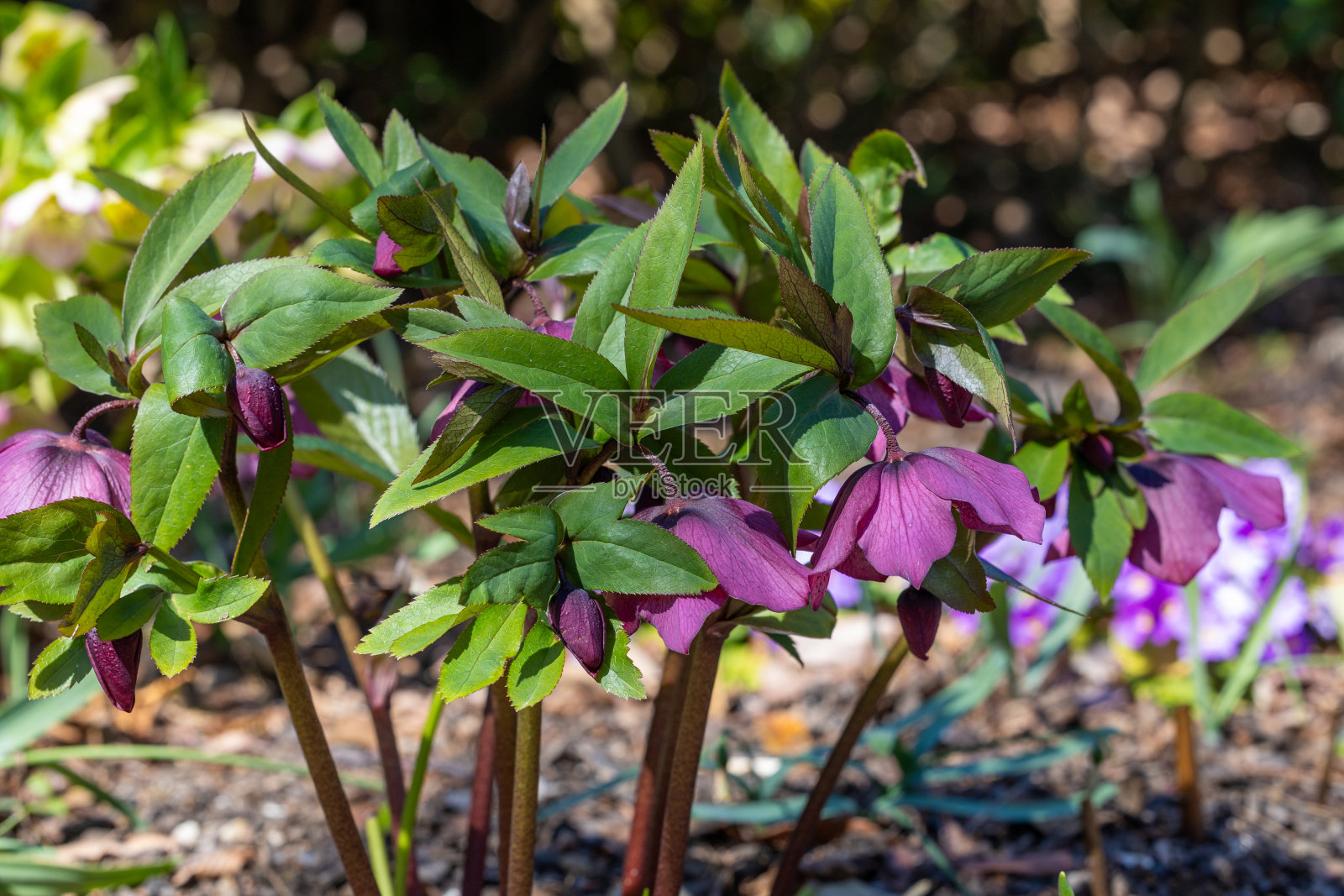 深紫色的嚏根草花盛开在早春的花园里。照片摄影图片