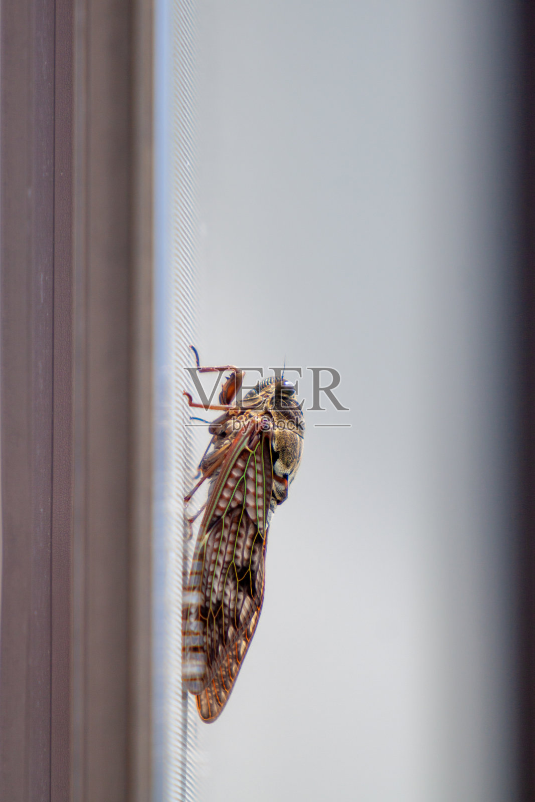 大褐蝉照片摄影图片