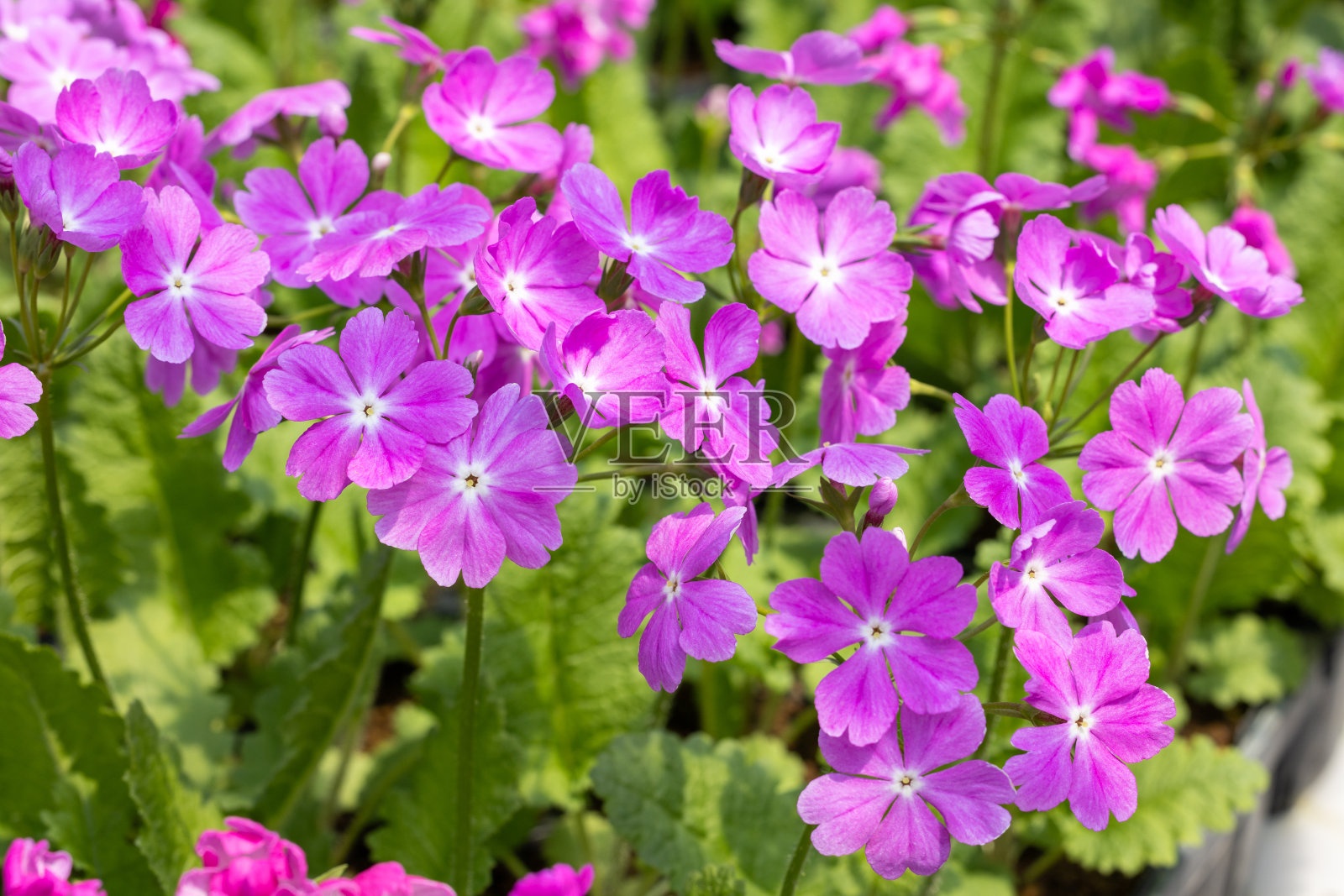 粉红色的三叶报春花盛开在春天的花园里。照片摄影图片