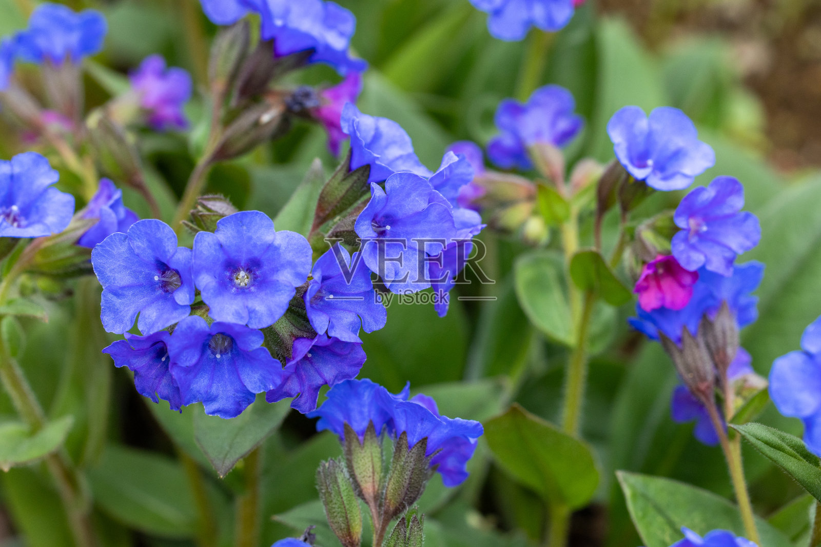 春天的花园里盛开着钴蓝色的肺草。照片摄影图片