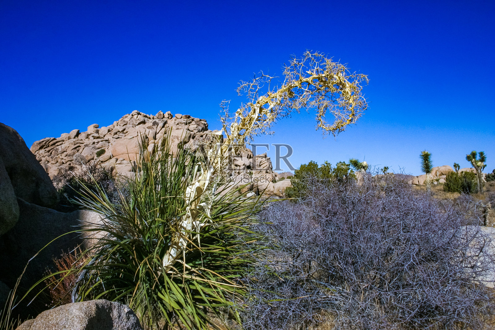 岩石景观,短叶丝兰莫哈韦沙漠约书亚树国家公园,CA照片摄影图片