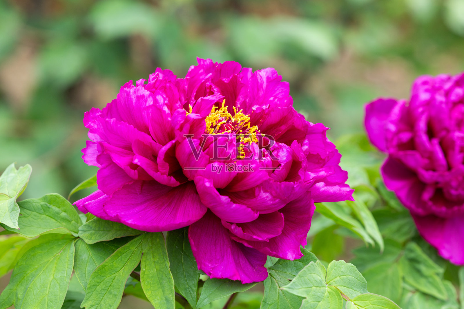 红树牡丹在园中盛开。照片摄影图片