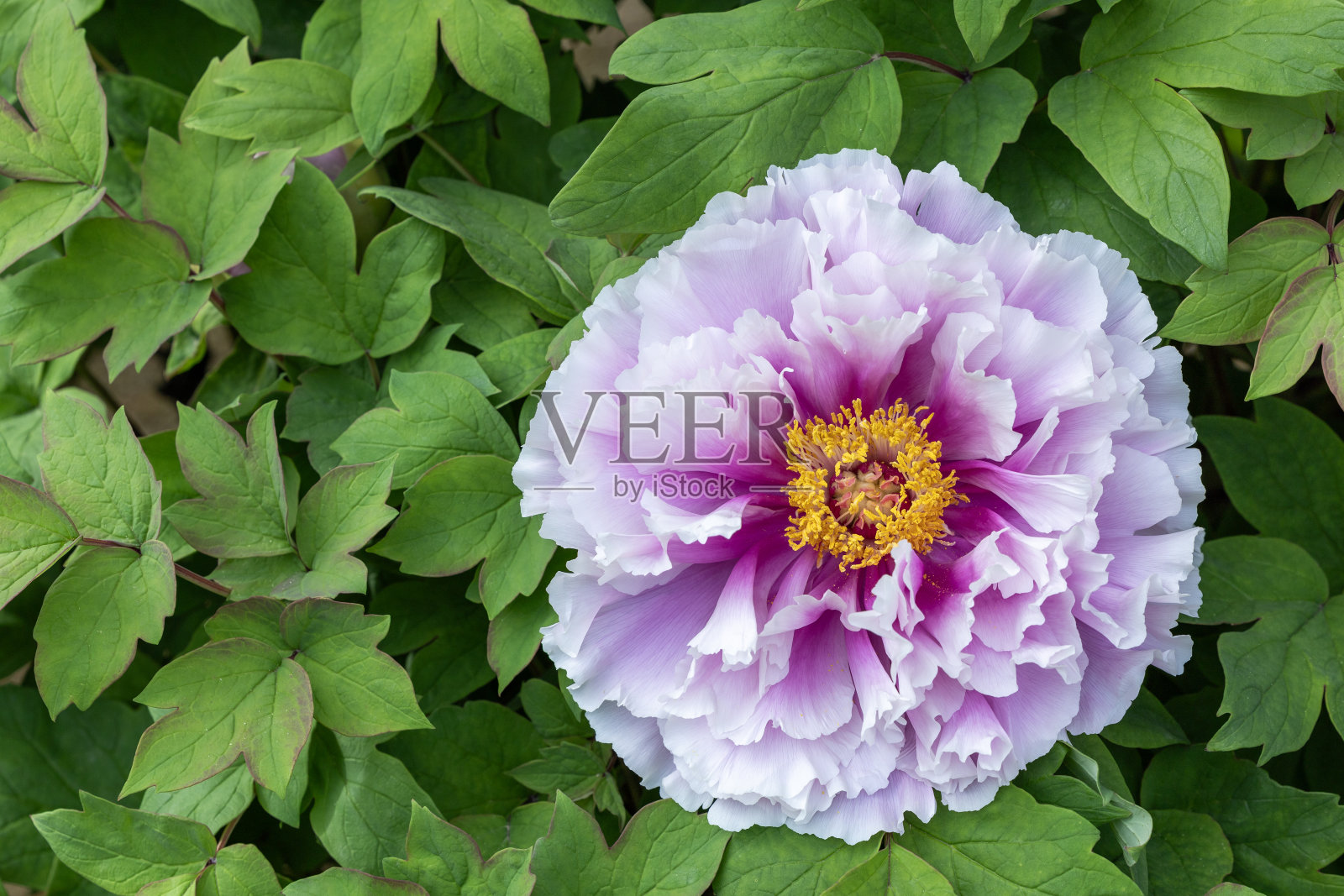 紫色渐变的牡丹在花园里盛开。照片摄影图片