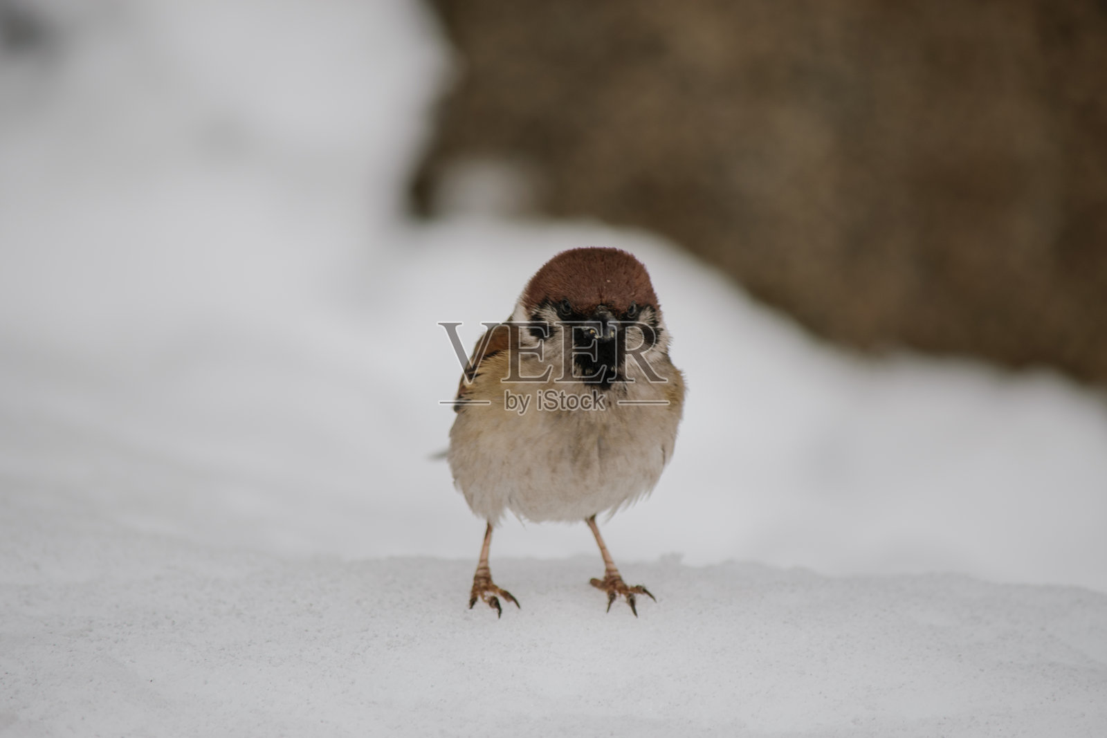 雪中的小鸟照片摄影图片