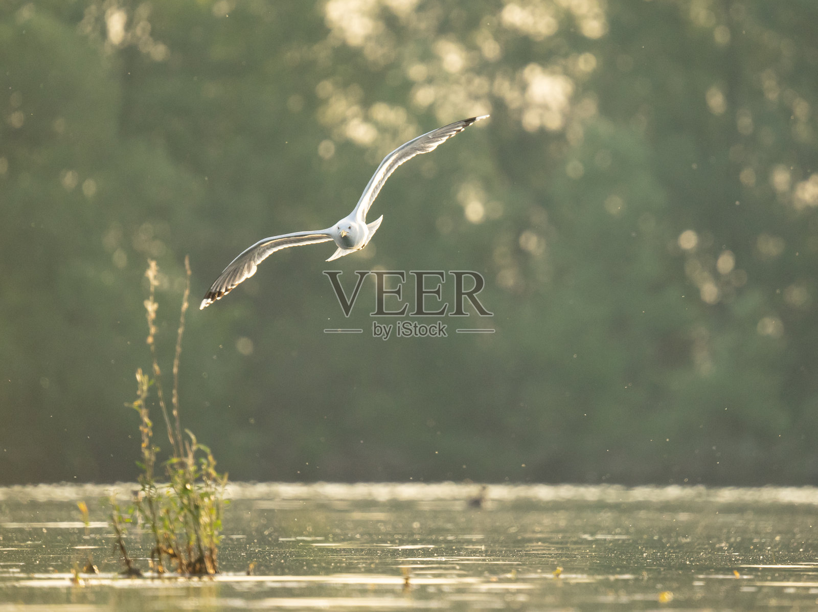 海鸥在池塘上空飞翔照片摄影图片