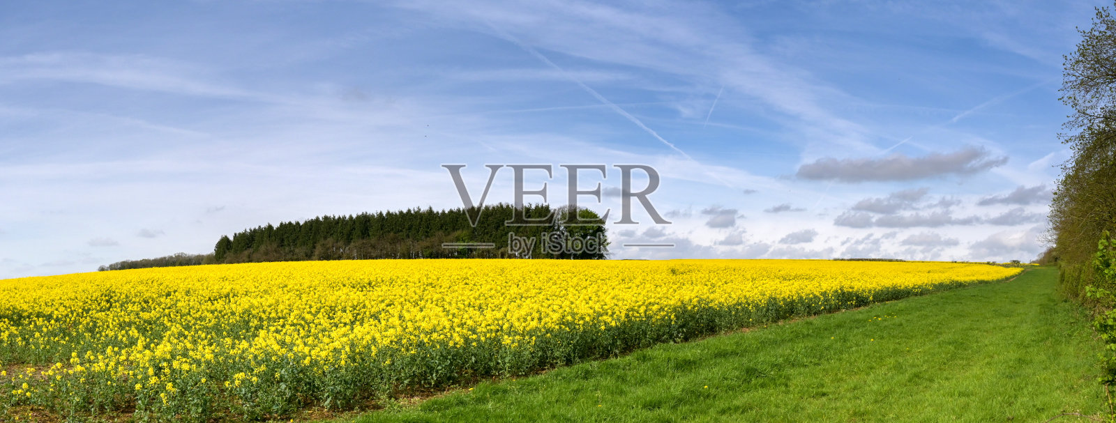 一大片田地里的油菜作物。照片摄影图片