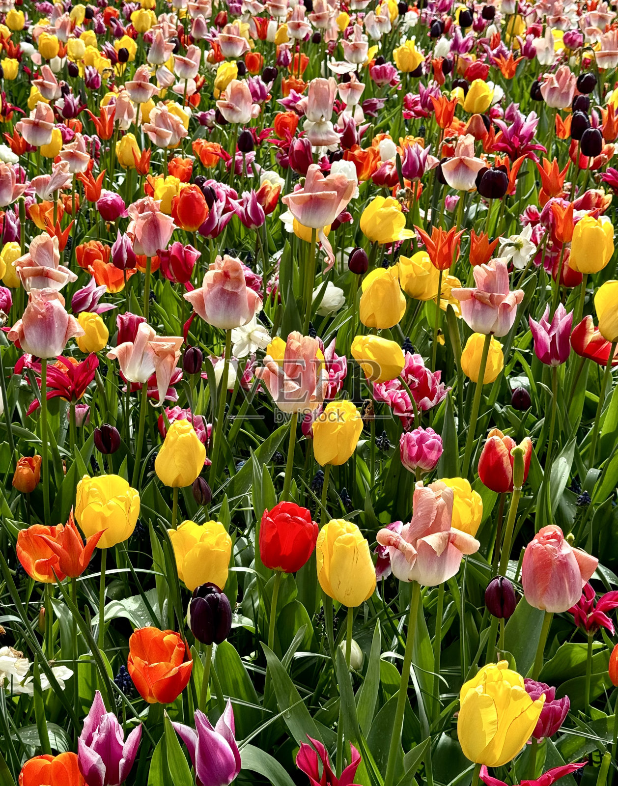 盛开的荷兰郁金香照片摄影图片