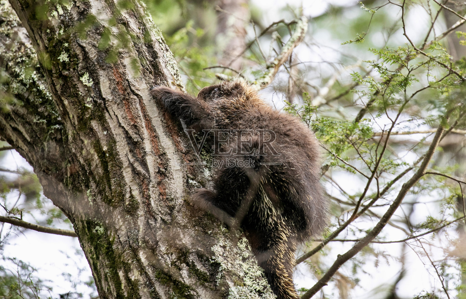 春天的豪猪爬树照片摄影图片