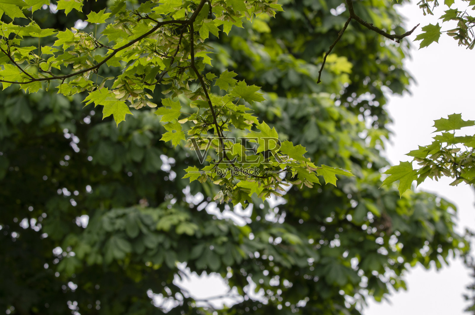 荷兰阿姆斯特丹的一棵枫槭树枝,6-5-2024照片摄影图片