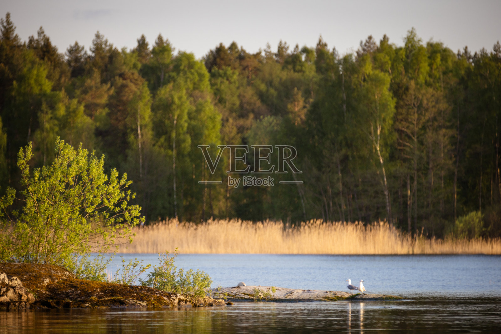 瑞典乡村的美丽风景。照片摄影图片