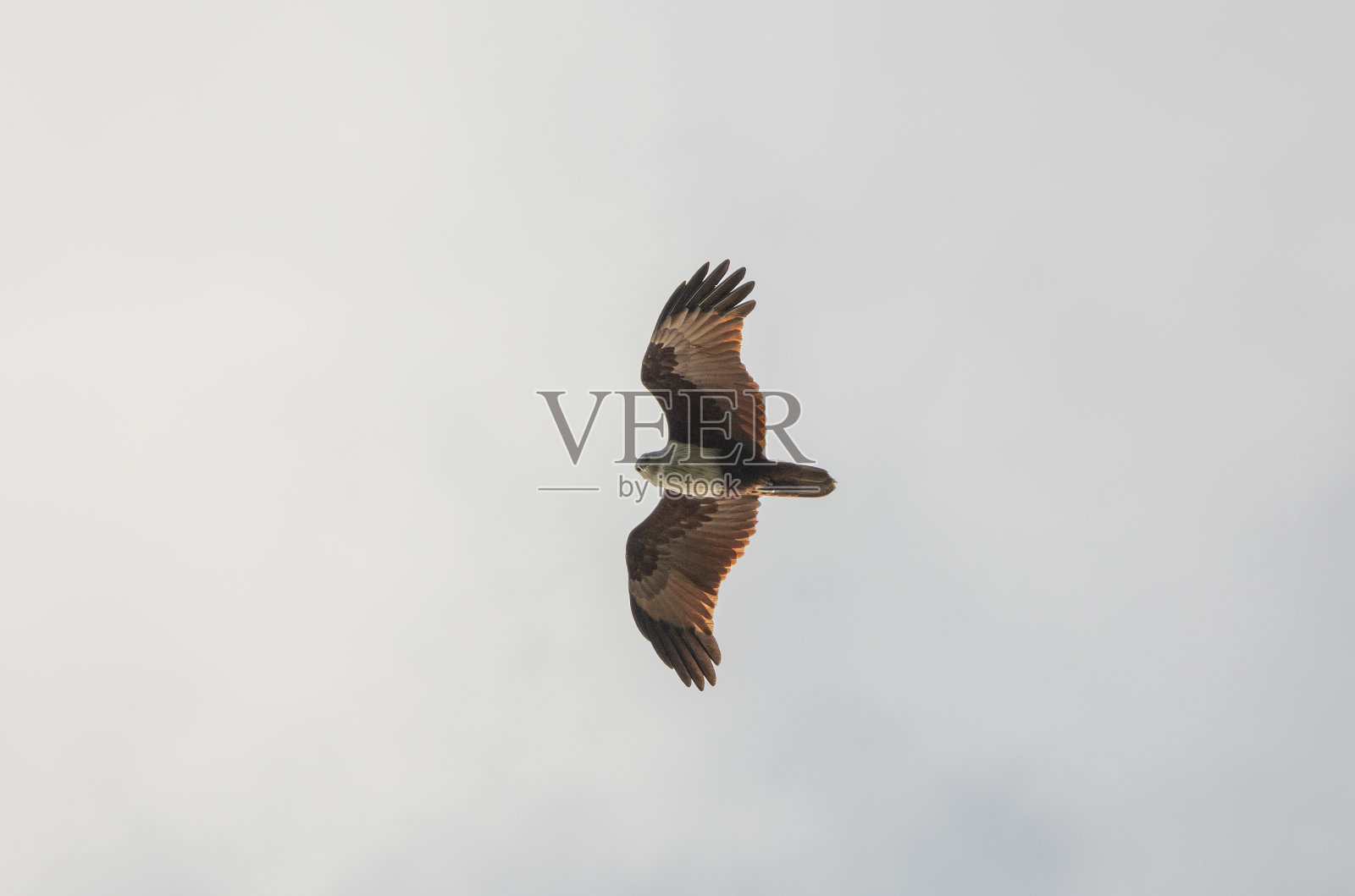 飞行中的婆罗门风筝猛禽(红背海鹰)照片摄影图片