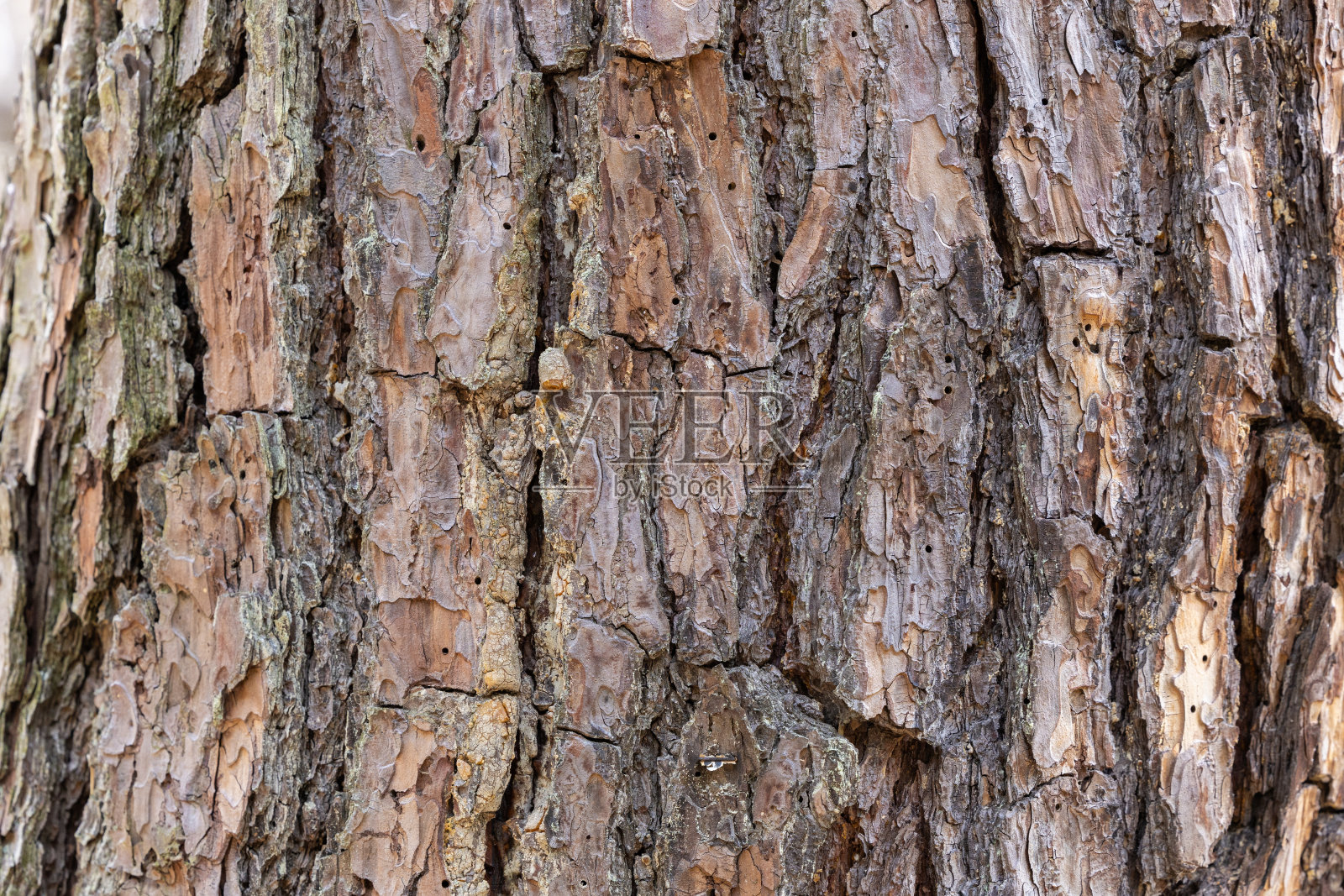 春天森林公园里的红松皮。照片摄影图片