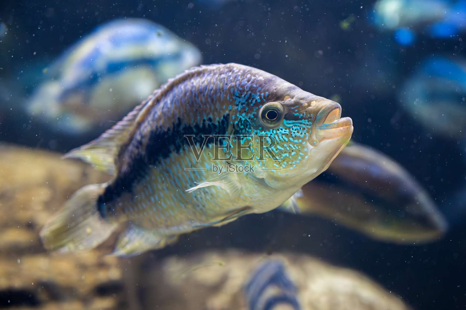银色火口慈鲷鱼的细节。照片摄影图片