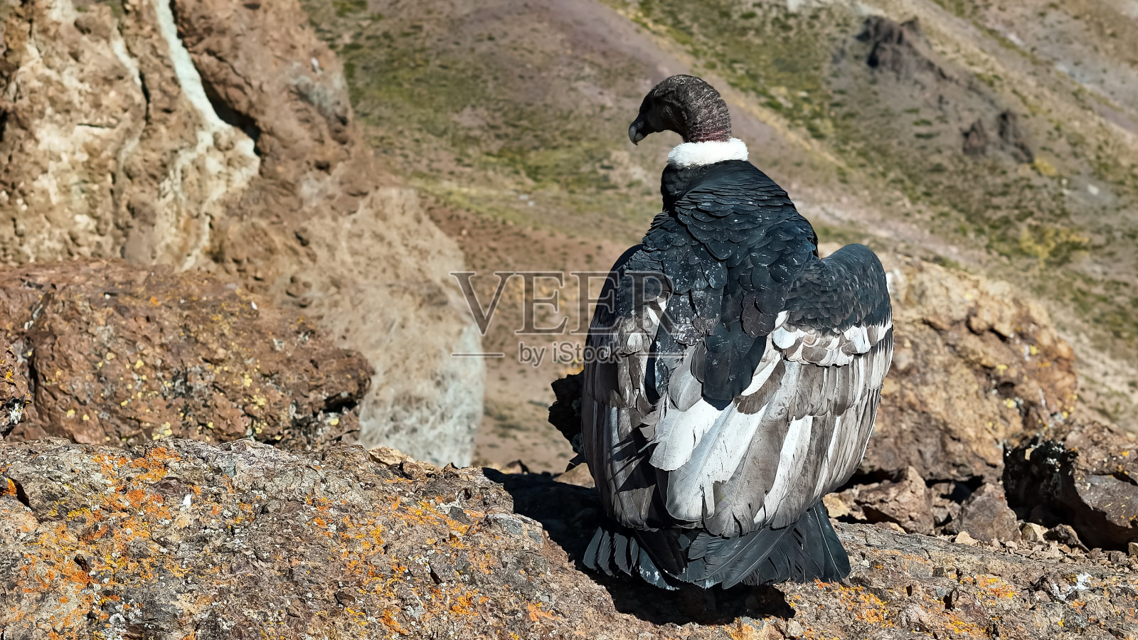 栖息在安第斯山脉的安第斯秃鹰(成年雄性)。秃鹫Andino照片摄影图片