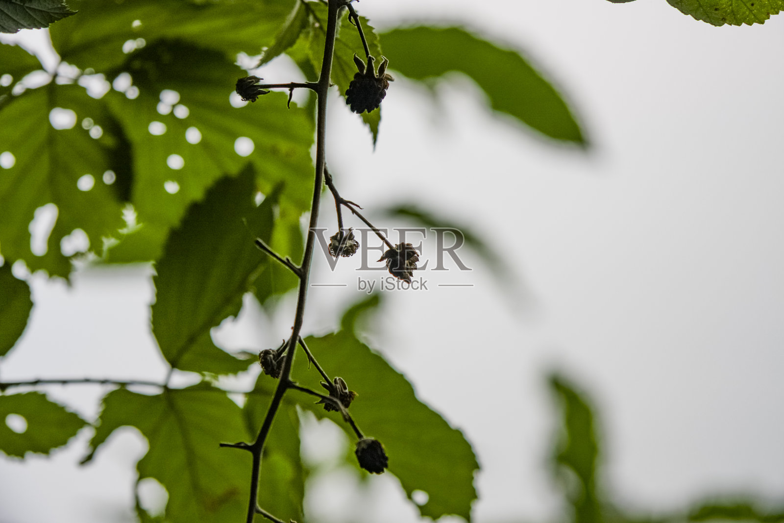 意大利伦巴第的伊索拉山,伊索奥湖照片摄影图片