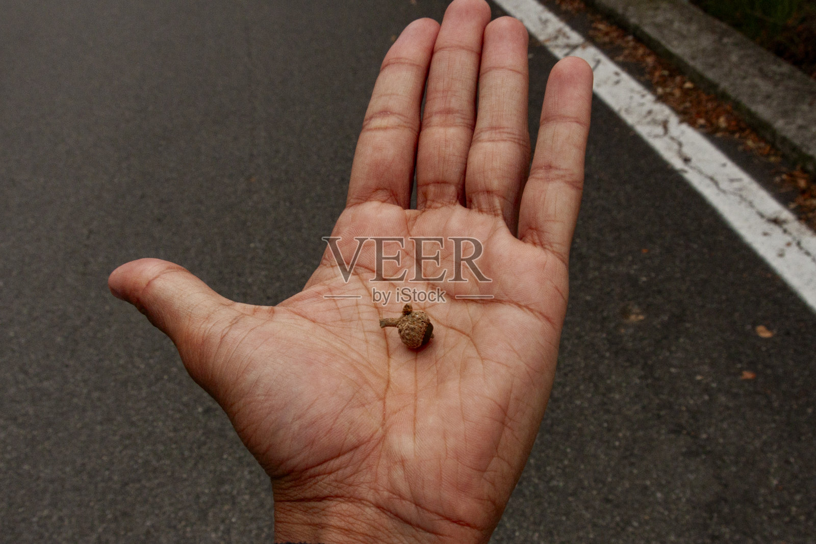 手掌上的橡子照片摄影图片