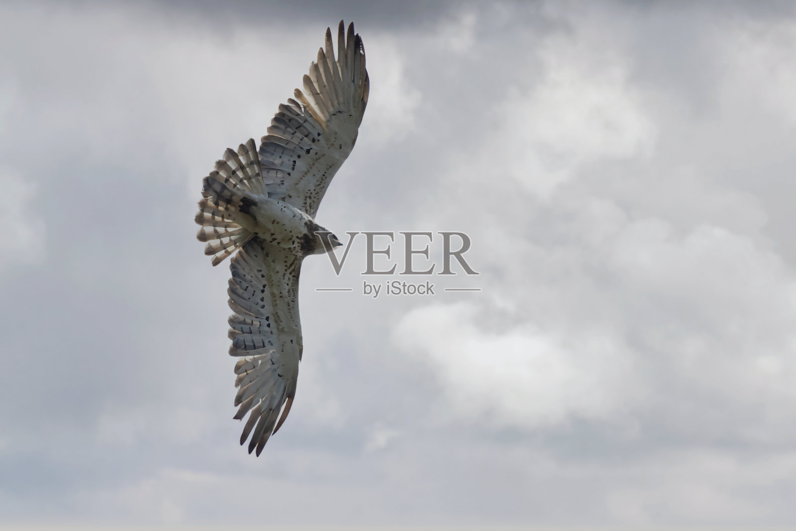 一只飞行中的短趾鹰。照片摄影图片