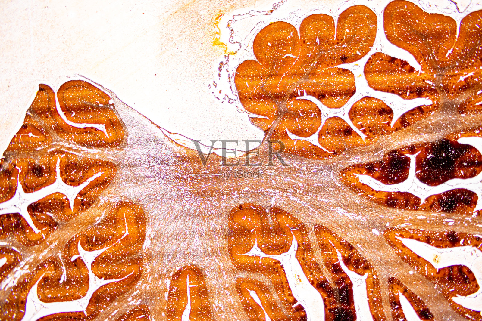 显微镜下小鼠脑组织、小脑、交感神经节及猫周围神经的组织学观察。照片摄影图片