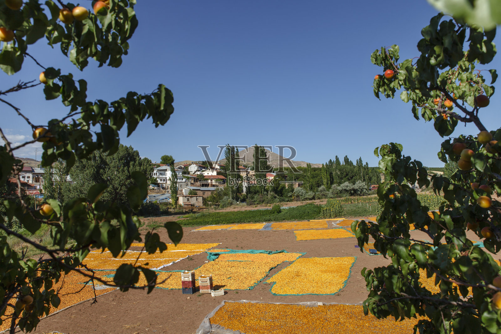 杏照片摄影图片